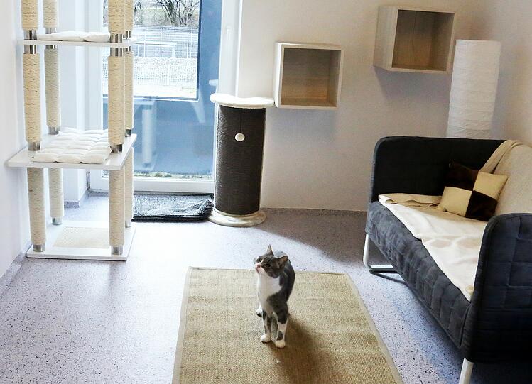 Kater Finn hat seinen Artgenossen im Tierheim etwas voraus: Er durfte das neue Katzenhaus schon vor dem offiziellen Umzug begutachten. 

Kater Finn hat seinen Artgenossen im Tierheim etwas voraus: Er durfte das neue Katzenhaus schon vor dem offiziellen Umzug inspizieren.