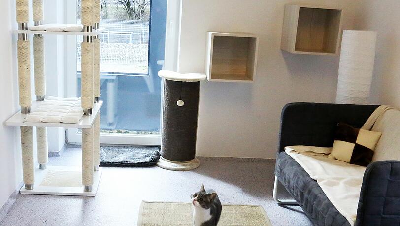 Kater Finn hat seinen Artgenossen im Tierheim etwas voraus: Er durfte das neue Katzenhaus schon vor dem offiziellen Umzug begutachten.
Kater Finn hat seinen Artgenossen im Tierheim etwas voraus: Er durfte das neue Katzenhaus schon vor dem offiziellen Umzug inspizieren. Kater Finn hat seinen Artgenossen im Tierheim etwas voraus: Er durfte das neue Katzenhaus schon vor dem offiziellen Umzug begutachten.
Kater Finn hat seinen Artgenossen im Tierheim etwas voraus: Er durfte das neue Katzenhaus schon vor dem offiziellen Umzug inspizieren.
