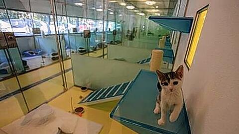 Sauber, hell, hygienisch: Das ist das neue Welpenhaus, das Platz hat für 150 Hunde- und Katzenbabys.