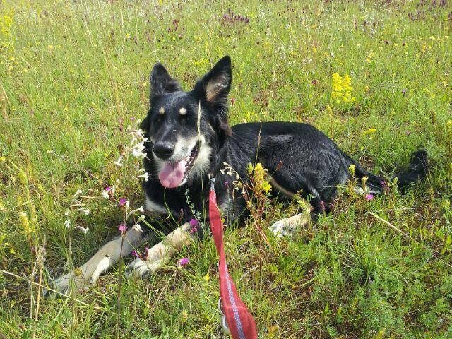 Border Collie Schäferhündin Lisa ist bei jedem Wetter für einen Spaziergang zu haben.