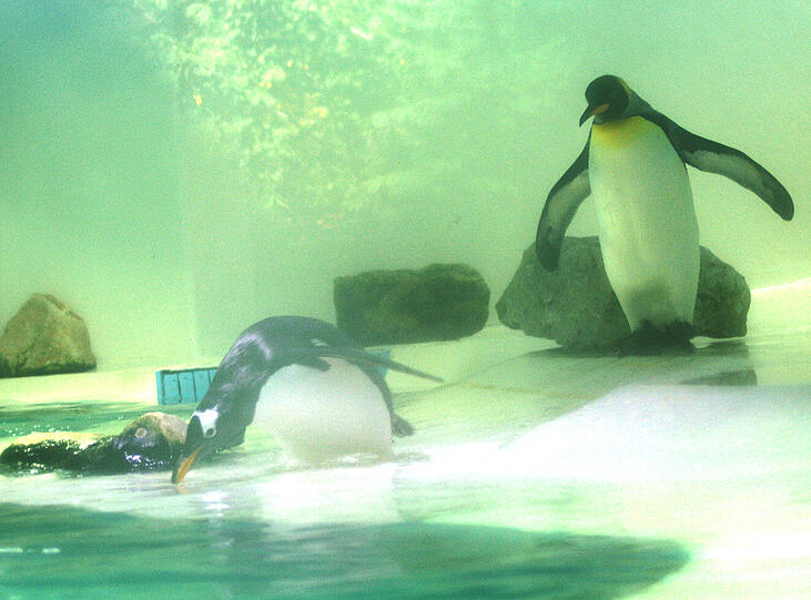 Auf dem Weg ins kühle Nass: die Pinguine