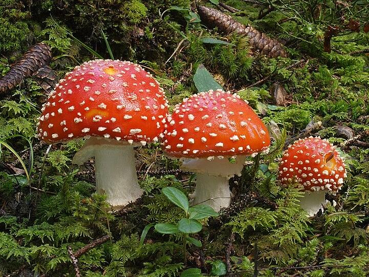 Magische Wälder und mystische Orte werden während der Märchenstunde zum Leben erweckt.