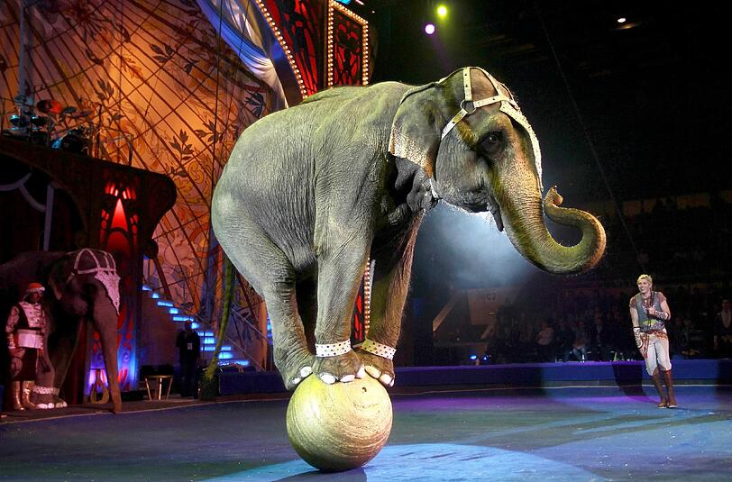 Artgerecht? Ein Elefant muss sich auf einer kleinen Kugel halten.