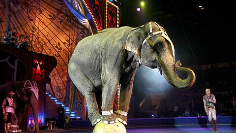 Artgerecht? Ein Elefant muss sich auf einer kleinen Kugel halten.