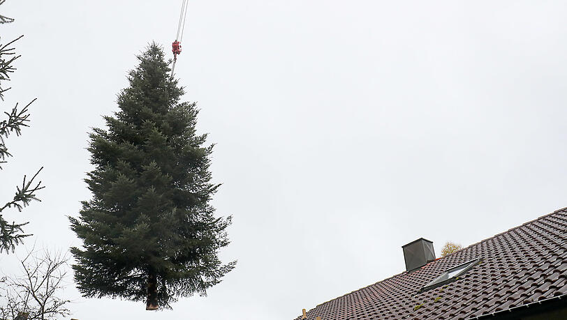 Die 1,7 Tonnen schwere Weißtanne muss mit einem Autokran über das Haus von Alois Wagensonner gehoben werden - Millimeterarbeit. Die 1,7 Tonnen schwere Weißtanne muss mit einem Autokran über das Haus von Alois Wagensonner gehoben werden - Millimeterarbeit.