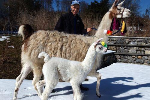 Wehrhaftes Tier: Lamas verteidigen sich mit Spucke und Tritten.