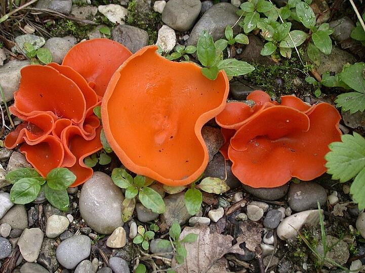 Der Orangerote Becherling  - Aleuria aurantia - ein attraktiver Pilz: Die schwach gestielten Fruchtkörper dieses Schlauchpilzes entstehen meist bei nasser Witterung. Man findet die in jungem Zustand schüsselförmigen Pilze bevorzugt auf nackter feuchter Erde, besonders auf Lehm, auf Schotter oder in niedrigem Gras. Die Pilze erreichen eine Größe von 1-10 cm treten; sie treten gesellig auf und fallen durch ihre leuchtende Farbe auf. Der Orangerote Becherling wird laut Botanischem Garten als essbar, jedoch ohne Speisewert bis ungenießbar eingestuft.