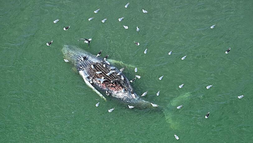 Ein Toter Wal wurde vor der d&auml;nischen Insel Anholt entdeckt.