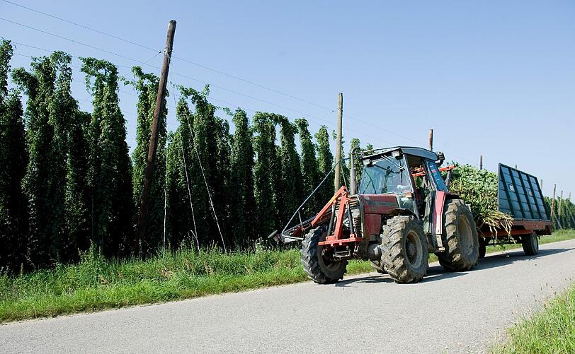 Ein Landwirt faehrt mit einem Traktor an einem Hopfenfeld vorbei. (Archivbild)