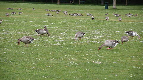Gänse im Englischen Garten. (Archivbild)