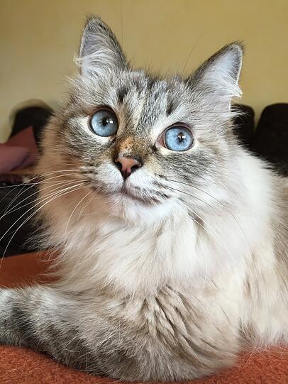 Zoe