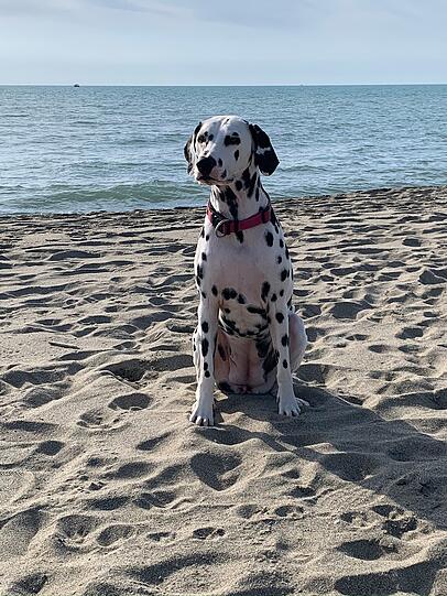 Leyla