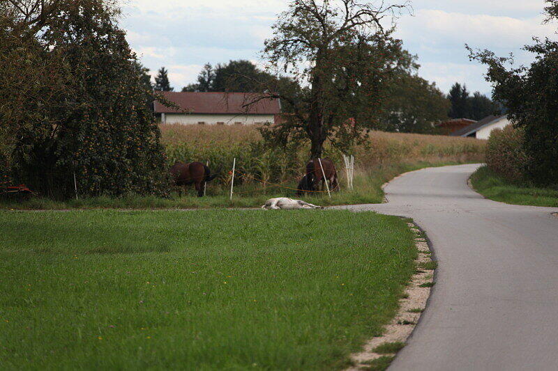Wurde nicht alt: das drei Monate junge Pony in Garching an der Alz.