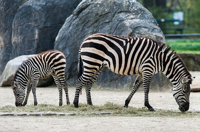 Ein ganz junges Zebrafohlen im Berliner Zoo mit einem Elternteil beim Heufressen.