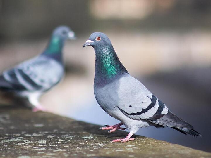 Zwei Tauben sitzen auf einer Mauer. Foto: Julian Stratenschulte/dpa/Symbolbild