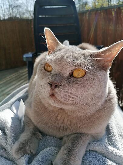 Cosmo