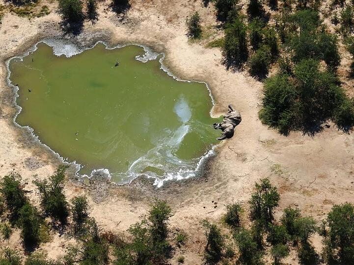 Innerhalb eines Monats wurden laut Behördenangaben 162 tote Elefanten im nordwestlich gelegenen Okavango-Delta gezählt.