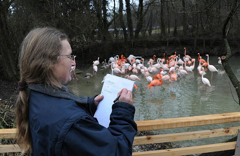 Eine Tierpflegerin notiert akribisch jeden einzelnen Vogel. Insgesamt gibt es 106 Flamingos im Tierpark.