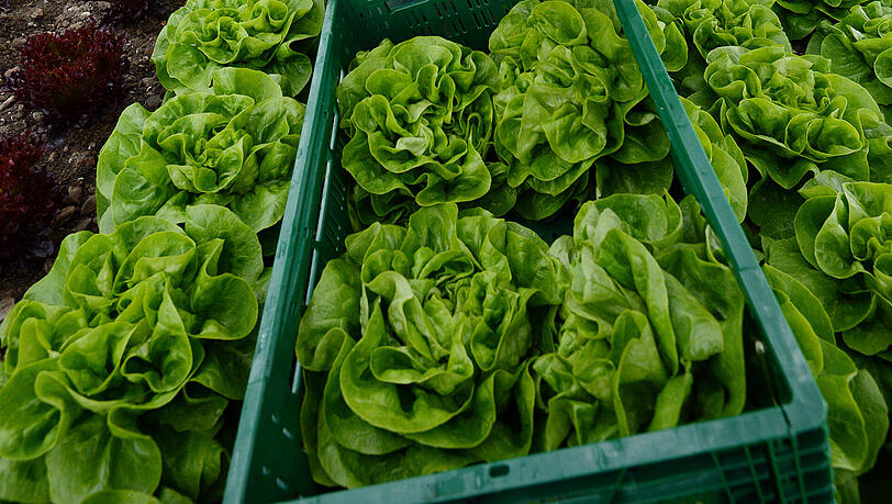 Vier Salatköpfe wurden von der Diebin in Regensburg entwendet. Vier Salatköpfe wurden von der Diebin in Regensburg entwendet.