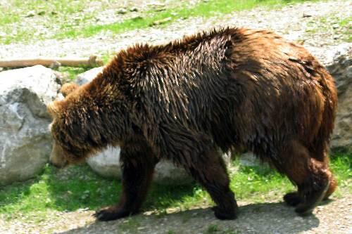 "Problembär Bruno" im Sommer 2006