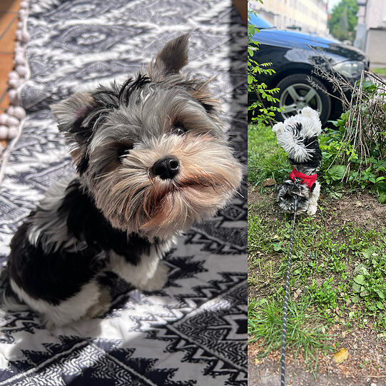 Vito: Ich bin ein fast einjähriger bayrischer Bub aus Pasing, und pinckle zu 90% im stehen. Am liebsten möchte ich mich mit jedem anfreunden und bin für jeden Spaß zu haben.