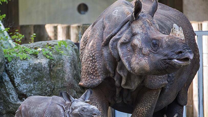 Nashornmama Rapti ist am 14. November im Alter von 35 Jahren gestorben. Hier ist sie bei ihrem ersten Ausflug mit ihrem damaligen Nachwuchs Puri zu sehen (2015 geboren und mittlerweile im Zoo Basel zuhause).