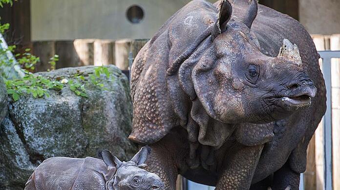 Nashornmama Rapti ist am 14. November im Alter von 35 Jahren gestorben. Hier ist sie bei ihrem ersten Ausflug mit ihrem damaligen Nachwuchs Puri zu sehen (2015 geboren und mittlerweile im Zoo Basel zuhause).