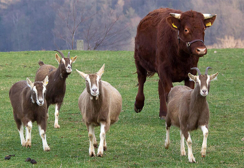 &bdquo;Ziegen-Ochse&ldquo; BODO: Das Rindvieh aus Nordthüringen glaubte, ein
Ziegenbock zu sein. 2012 wurde Bodo bekannt, weil er statt mit
seinesgleichen lieber mit einer Herde Ziegen über die Weide trottete.
&bdquo;Waise&ldquo; Bodo war mit der Flasche aufgezogen worden und zusammen mit
Ziegen aufgewachsen.