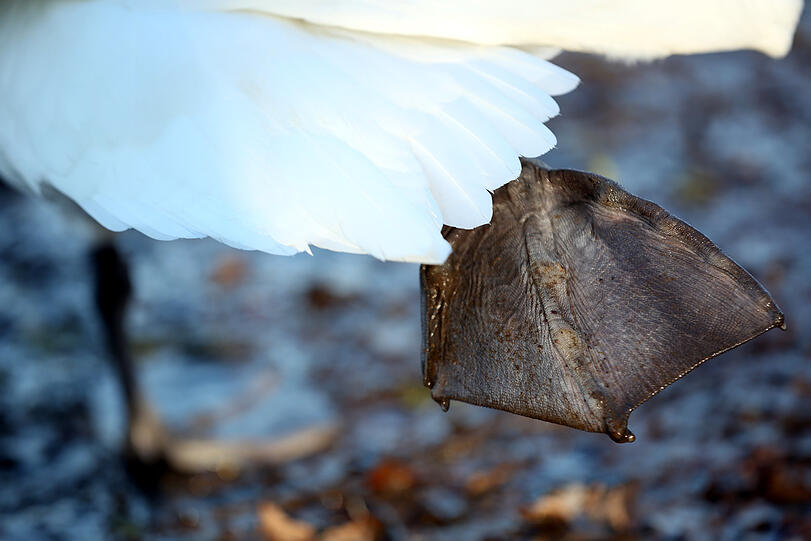 Noch zu kalt? Ein Schwan hebt seine Flosse aus dem Wasser.
