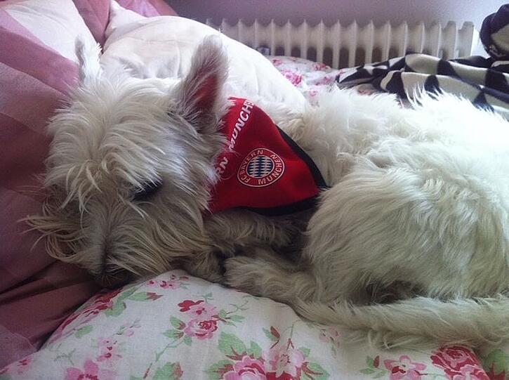 Hier ist der West Highland Terrier César aus München zu sehen. Fürs Finale schon bestens ausgestattet, verrät sein Blick noch etwas Skepsis.