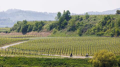 Zwei Radfahrer fahren neben den Weinreben am Kaiserstuhl entlang.