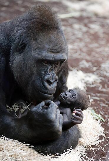 Gorilla-Mama Bag

Gorilla-Mama Bagira beschützt den Kleinen so fürsorglich, dass das Geschlecht immer noch nicht festgestellt werden konnteira beschützt den Kleinen so fürsorglich, dass das Geschlecht immer noch nicht festgestellt werden konnte