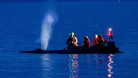 Die Rettung des gro&szlig;en Wals ist laut Experten nicht leicht - es k&ouml;nne auch sein, dass das Tier trotz Rettung wieder strande oder verende.