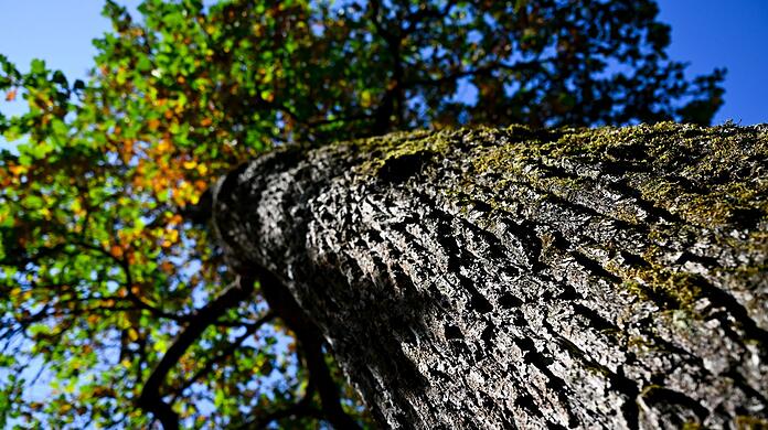 Eine Eiche mit teilweise verf&auml;rbten Bl&auml;ttern steht in der Sonne. Als Reaktion auf den au&szlig;ergew&ouml;hnlich trockenen und hei&szlig;en Sommer werfen viele B&auml;ume schon fr&uuml;hzeitig Laub ab.