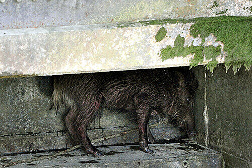Wildschweine in Augsburg (Archivbild)