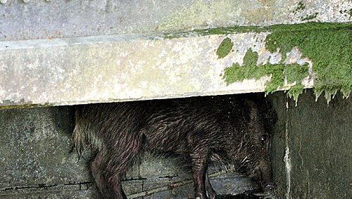 Wildschweine in Augsburg (Archivbild) Wildschweine in Augsburg (Archivbild)