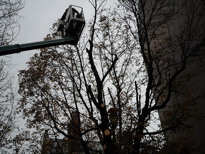 Noch schneiden die Arbeiter erst kleinere Äste aus den Bäumen an der Fraunhoferstraße. Bald fallen die Bäume komplett. Trotz aller Proteste.