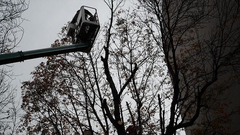Noch schneiden die Arbeiter erst kleinere Äste aus den Bäumen an der Fraunhoferstraße. Bald fallen die Bäume komplett. Trotz aller Proteste. Noch schneiden die Arbeiter erst kleinere Äste aus den Bäumen an der Fraunhoferstraße. Bald fallen die Bäume komplett. Trotz aller Proteste.