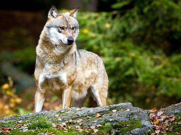 Ein Wolf (Canis lupus) ist zu sehen. Foto: Patrick Pleul/Archiv