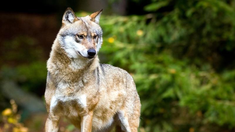 Ein Wolf (Canis lupus) ist zu sehen. Foto: Patrick Pleul/Archiv Ein Wolf (Canis lupus) ist zu sehen. Foto: Patrick Pleul/Archiv