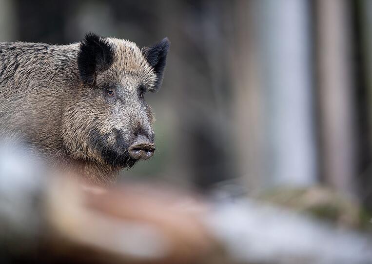 Klar gibt es in Bayern Wildschweine (Symbolfoto)