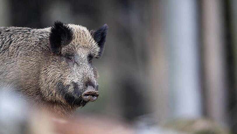 Klar gibt es in Bayern Wildschweine (Symbolfoto) Klar gibt es in Bayern Wildschweine (Symbolfoto)