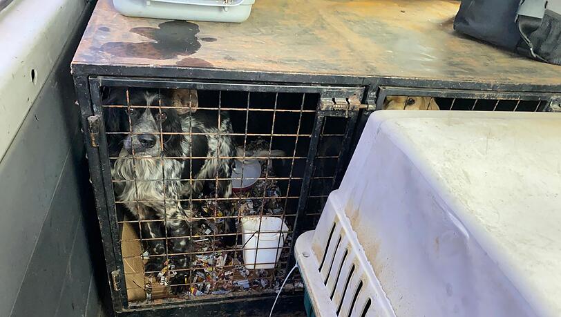 In den K&auml;figen der Hunde war es stark verschmutzt. (Handout)