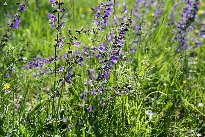 Es blüht auf den Wiesen &ndash; zur Freude der Bienen.