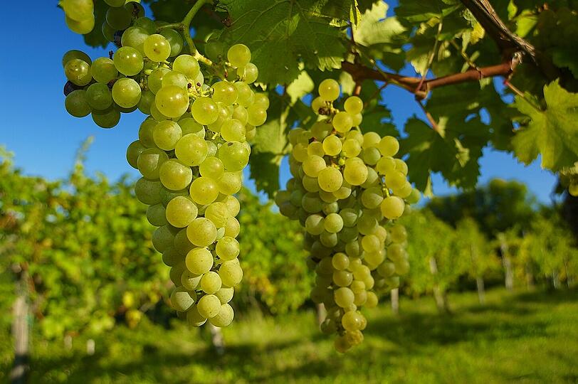 Auch die Qualitäts-Weine stammmen von ausgesuchten Regionen in Italien.