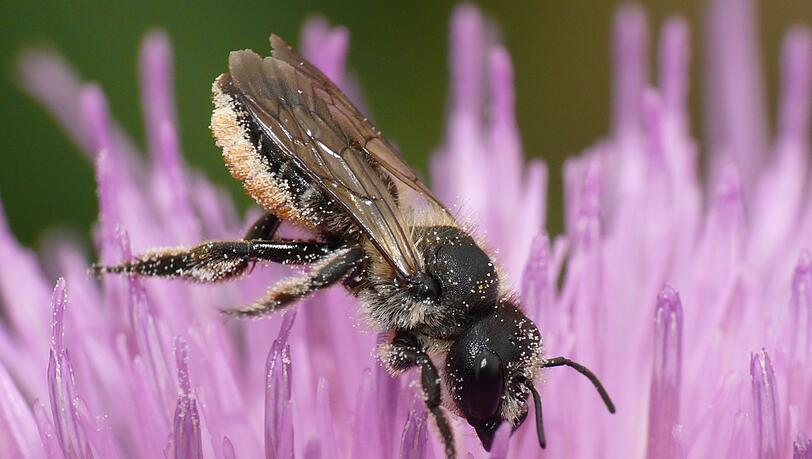 Eine Stängel-Blattschneiderbiene (Megachile genalis) auf einer Blüte im Botanischen Garten.