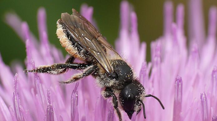 Eine Stängel-Blattschneiderbiene (Megachile genalis) auf einer Blüte im Botanischen Garten.