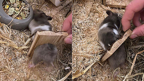 Hamster Josy in der Klemme. Wer den Schaden hat, spottet jeder Beschreibung.