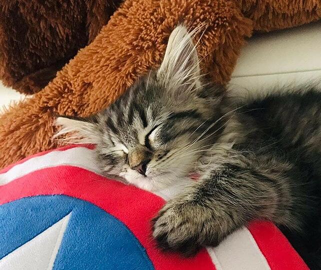 Odin