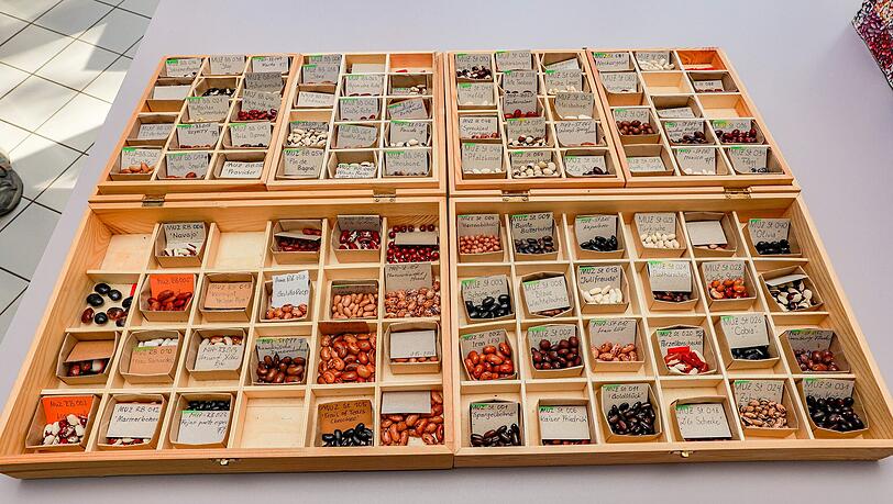 Etwa 170 Bohnensorten sind im Saatgutarchiv Etwa 170 Bohnensorten sind im Saatgutarchiv